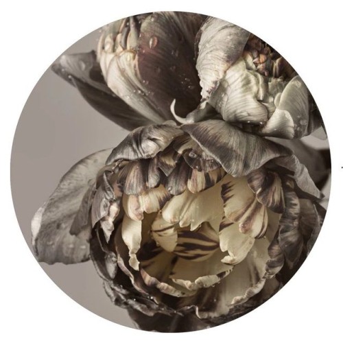 Картина BAROQUE 4 