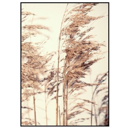 Картина REED 1