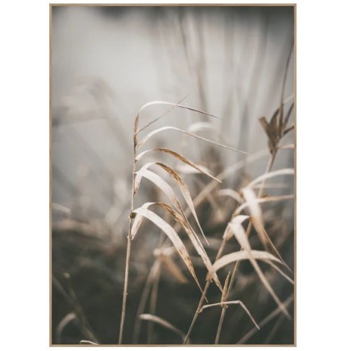 Картина REED 2