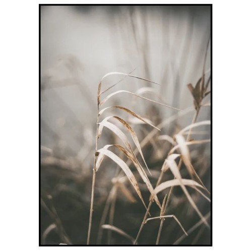 Картина REED 2