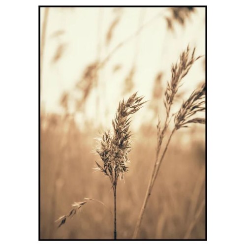 Картина REED 3 